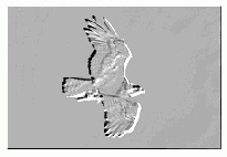 engrave()